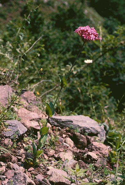 LEPNICA ZWARTA - SILENE COMPACTA - obrazek 3