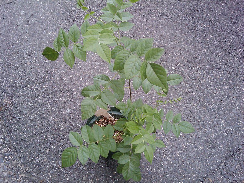 LUKRECJA URALSKA - GLYCYRRHIZA URALENSIS -SŁODZIK - obrazek 5