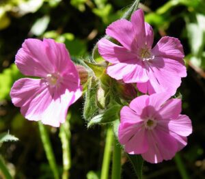 LEPNICA CZERWONA - SILENE DIOICA