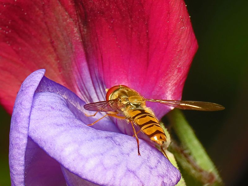 GROSZEK PACHNĄCY DWUKOLOROWY - LATHYRUS ODORATUS GRANDIFLORA CUPANI - obrazek 4