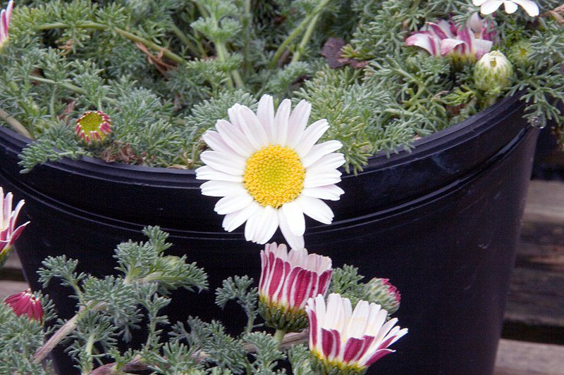 BERTRAM LEKARSKI MAROKAŃSKI - ANACYCLUS PYRETHRUM DEPRESSUS - obrazek 4