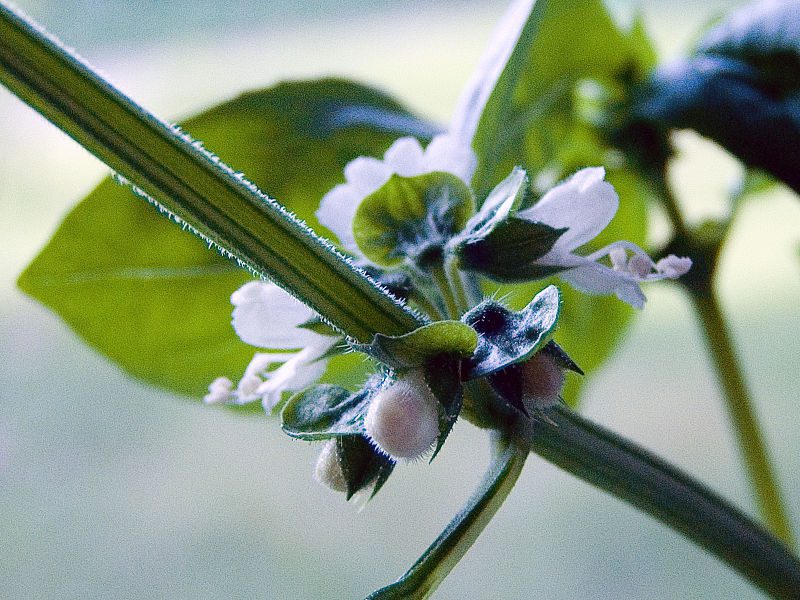 BAZYLIA CYNAMONOWA - OCIMUM BASILICUM - CINAMONETTE - obrazek 4