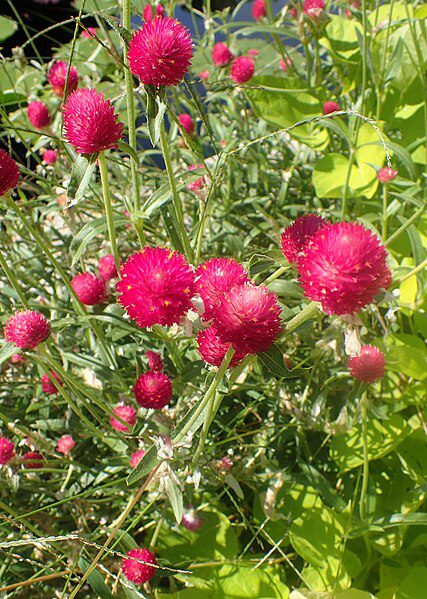 WIECZNIK KULISTY CZERWONY-GOMPHRENA HAAGEANA STRAWBERRY FIELDS - obrazek 4