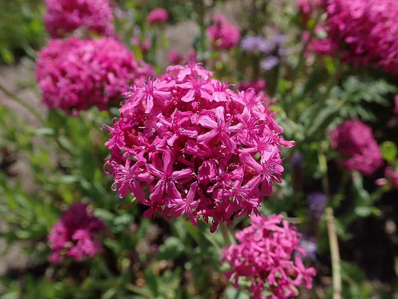 LEPNICA ZWARTA - SILENE COMPACTA