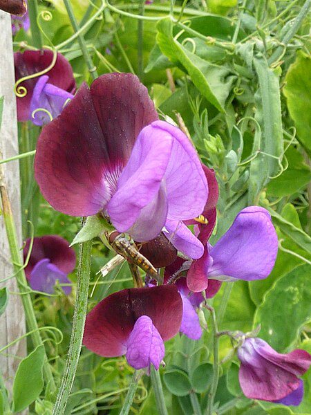 GROSZEK PACHNĄCY DWUKOLOROWY - LATHYRUS ODORATUS GRANDIFLORA CUPANI - obrazek 5