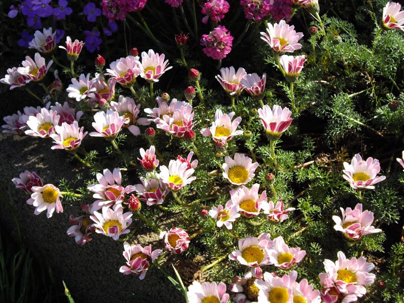 BERTRAM LEKARSKI MAROKAŃSKI - ANACYCLUS PYRETHRUM DEPRESSUS - obrazek 5