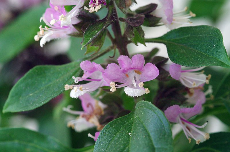 BAZYLIA CYNAMONOWA - OCIMUM BASILICUM - CINAMONETTE - obrazek 5