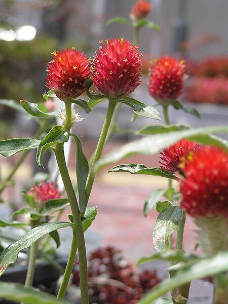 WIECZNIK KULISTY CZERWONY-GOMPHRENA HAAGEANA STRAWBERRY FIELDS - obrazek 5