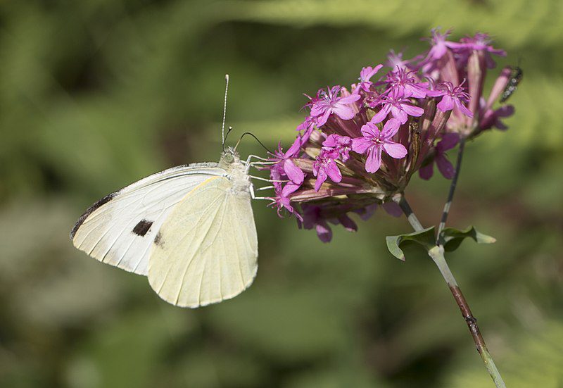 LEPNICA ZWARTA - SILENE COMPACTA - obrazek 4