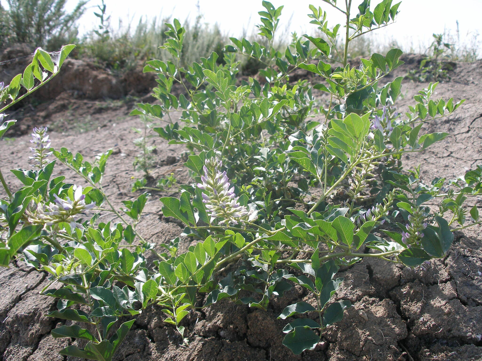 LUKRECJA URALSKA - GLYCYRRHIZA URALENSIS -SŁODZIK - obrazek 4
