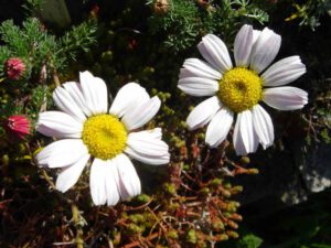 BERTRAM LEKARSKI MAROKAŃSKI - ANACYCLUS PYRETHRUM DEPRESSUS