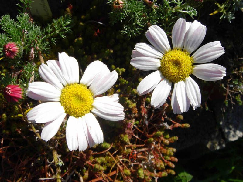 BERTRAM LEKARSKI MAROKAŃSKI - ANACYCLUS PYRETHRUM DEPRESSUS