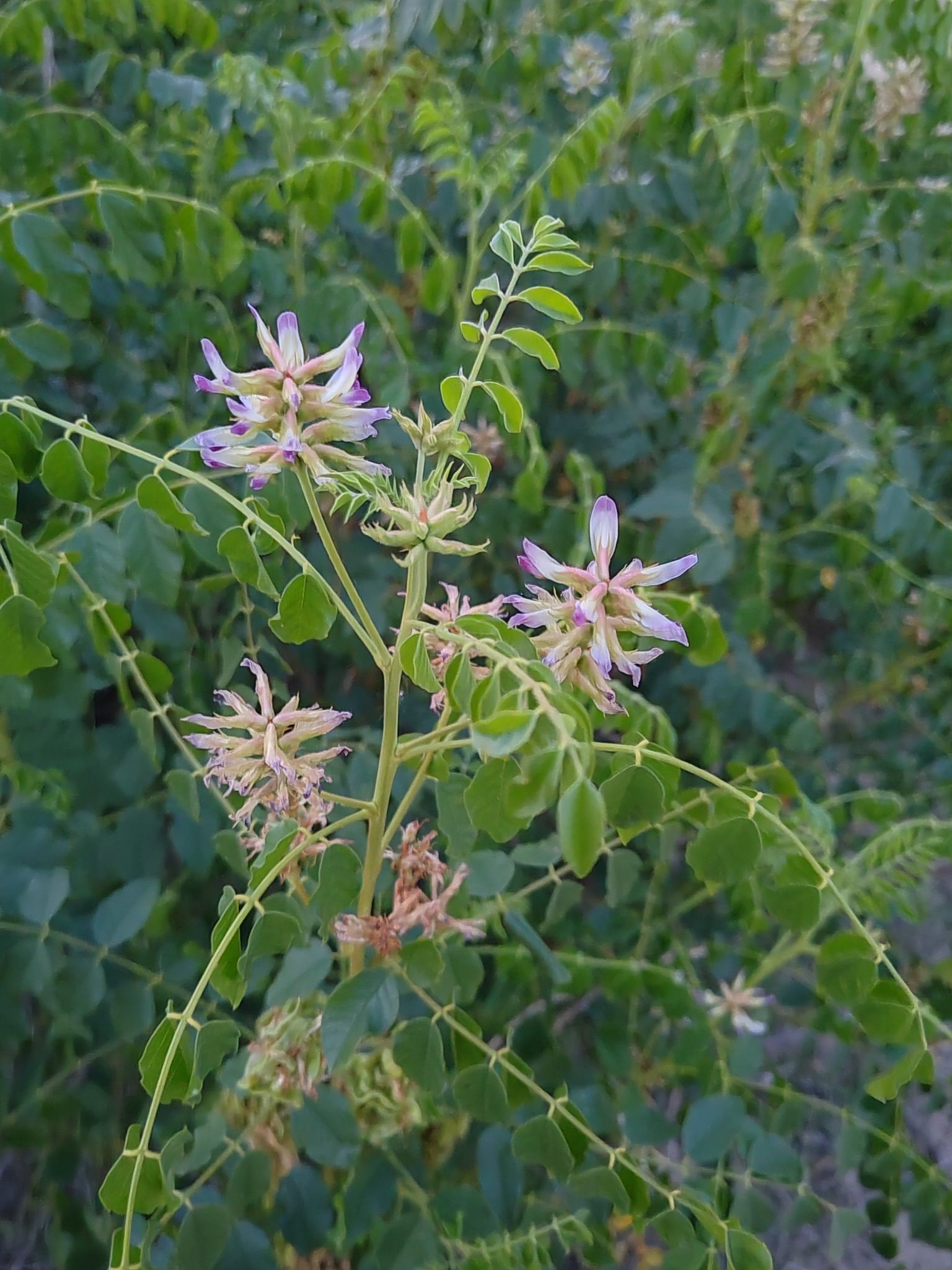 LUKRECJA URALSKA - GLYCYRRHIZA URALENSIS -SŁODZIK - obrazek 3