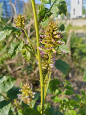 LUKRECJA URALSKA - GLYCYRRHIZA URALENSIS -SŁODZIK