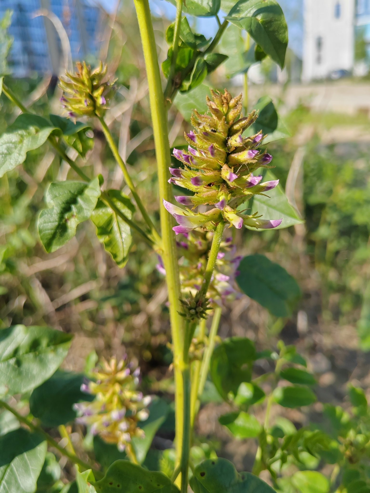 LUKRECJA URALSKA - GLYCYRRHIZA URALENSIS -SŁODZIK