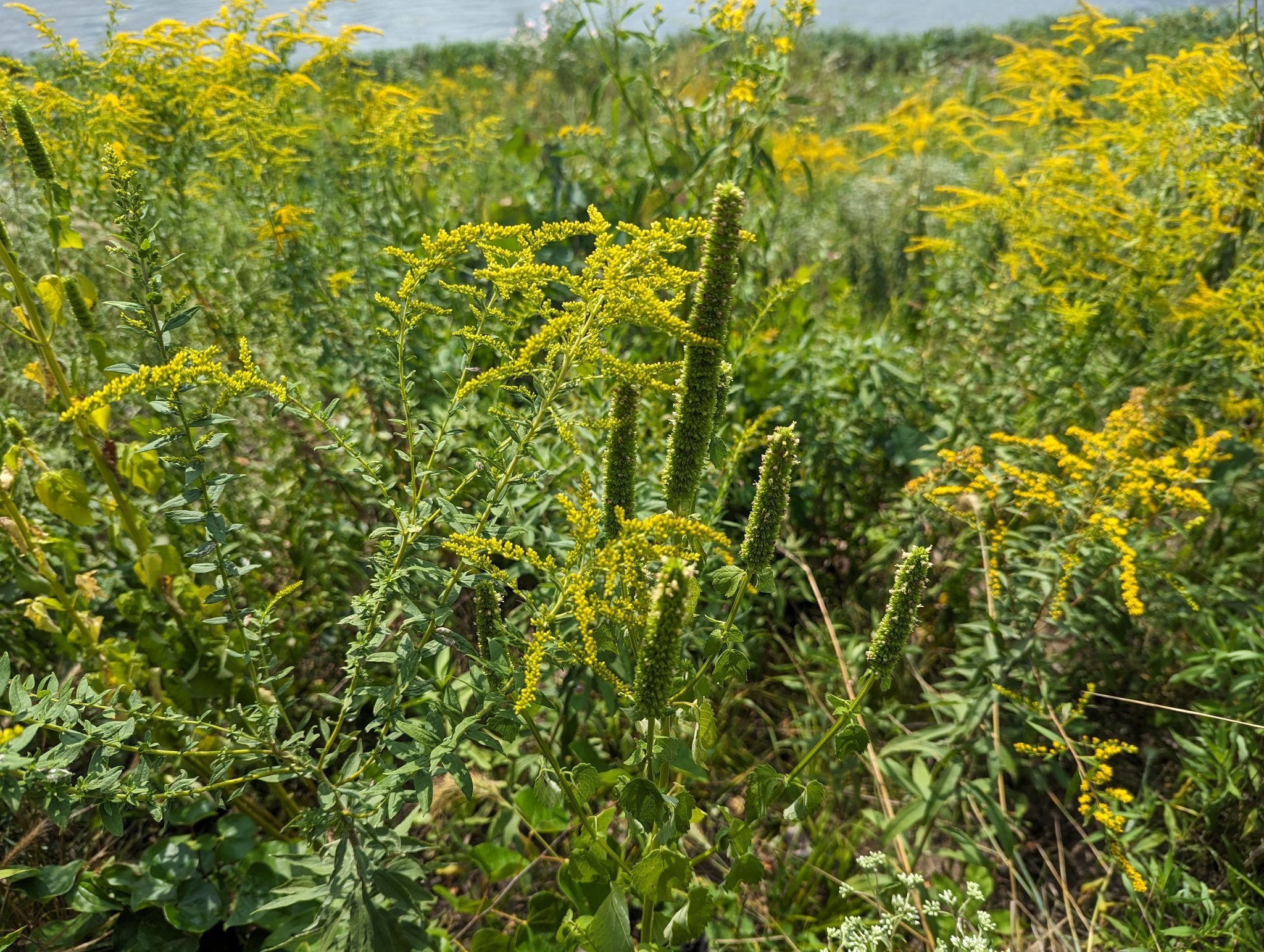 KŁOSOWIEC OLBRZYMI - HYZOP ŻÓŁTY - AGASTACHE NEPETOIDES - obrazek 2