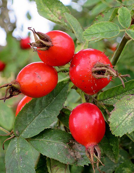 DZIKA RÓŻA- SMAK I WITAMINY- ROSA CANINA - obrazek 4