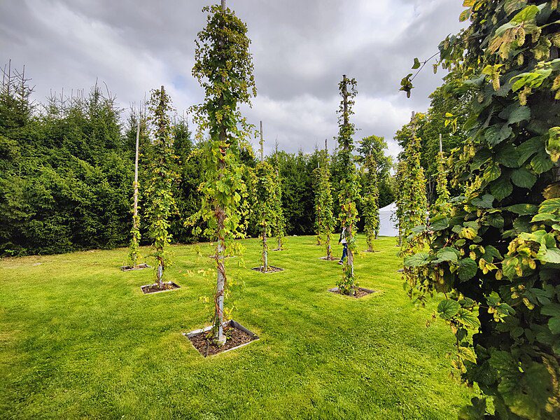 DZIKIE SZPARAGI CHMIEL ZWYCZAJNY-HUMULUS LUPULUS - obrazek 2