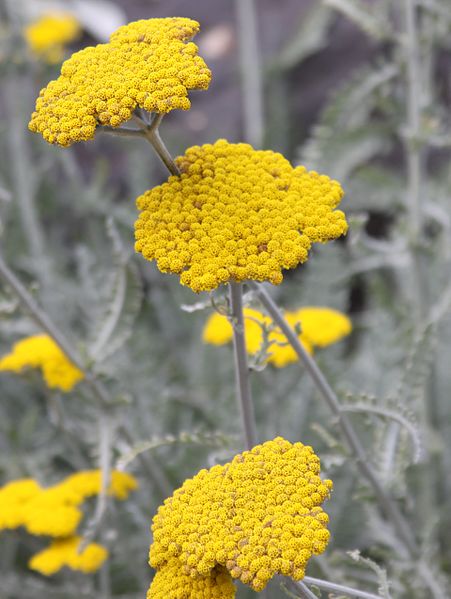 KRWAWNIK TARCZOWATY ŻÓŁTY- ACHILLEA CLYPEOLATA - obrazek 2