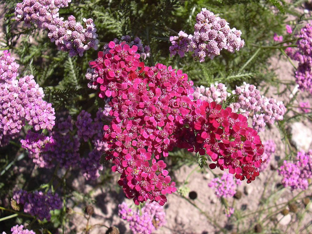 KRWAWNIK WIŚNIOWY-ACHILLEA MILLEFOLIUM CHERRY QUEEN