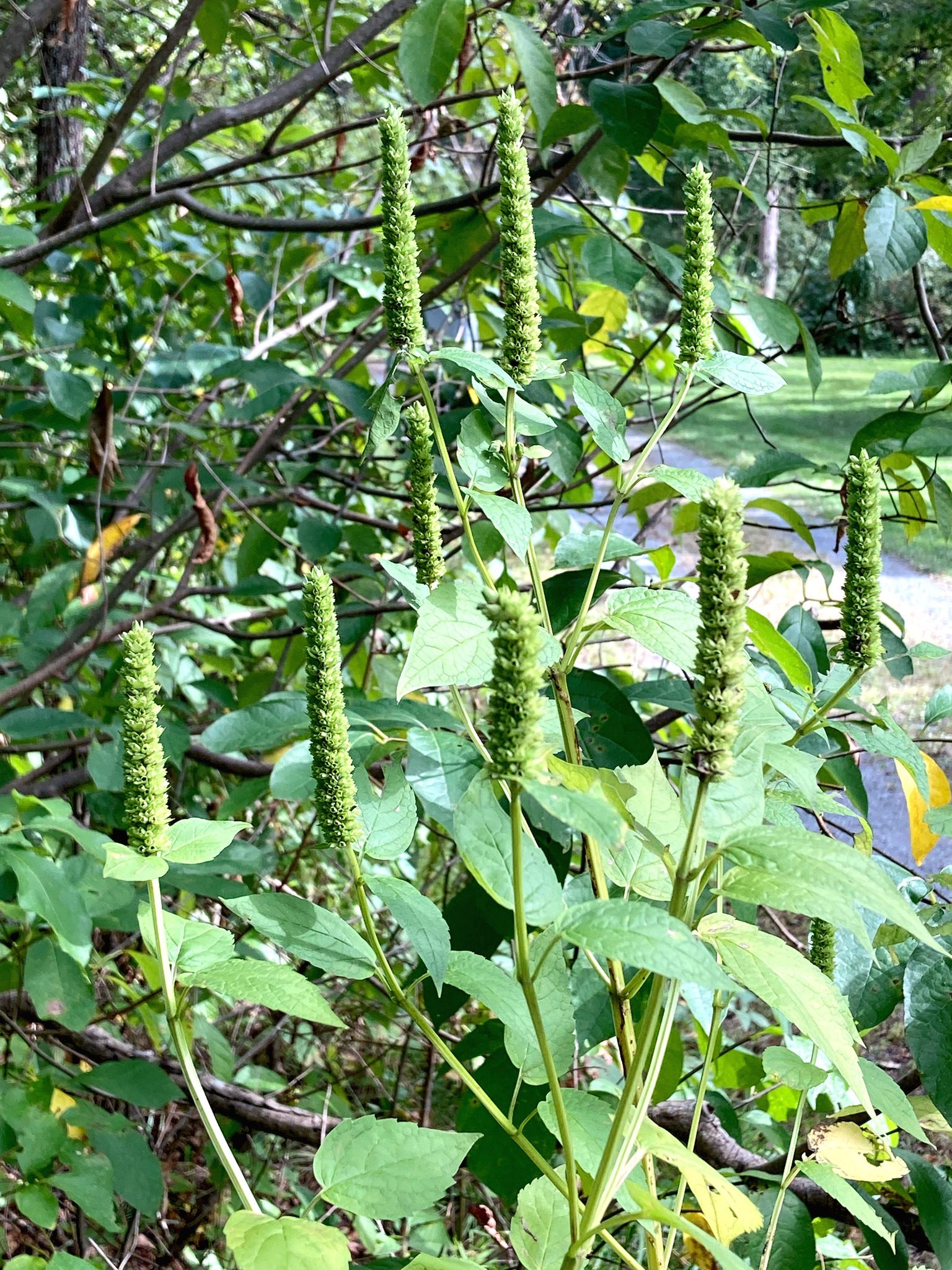 KŁOSOWIEC OLBRZYMI - HYZOP ŻÓŁTY - AGASTACHE NEPETOIDES - obrazek 3