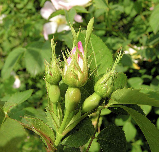 DZIKA RÓŻA- SMAK I WITAMINY- ROSA CANINA - obrazek 3
