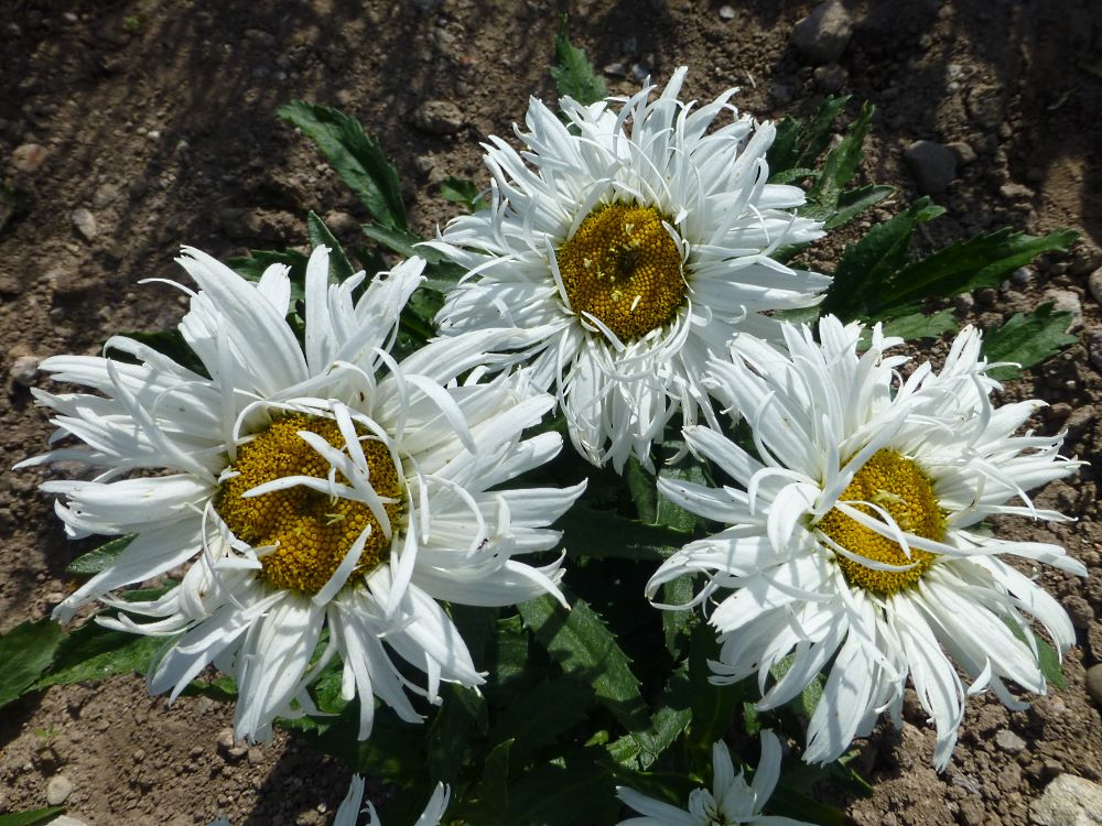 JASTRUN WIELKI CRAZY DAISY - LEUCANTHEMUM MAXIMUM - obrazek 4