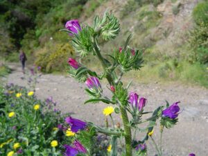 ŻMIJOWIEC GRECKI- ECHIUM CRETICUM - MIODODAJNY