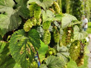 DZIKIE SZPARAGI CHMIEL ZWYCZAJNY-HUMULUS LUPULUS