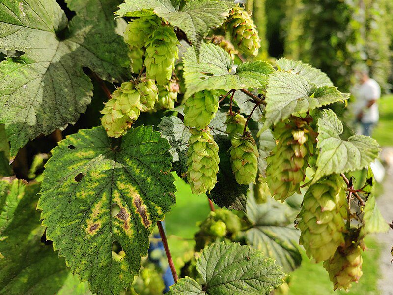 DZIKIE SZPARAGI CHMIEL ZWYCZAJNY-HUMULUS LUPULUS
