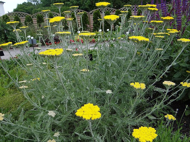 KRWAWNIK TARCZOWATY ŻÓŁTY- ACHILLEA CLYPEOLATA - obrazek 3