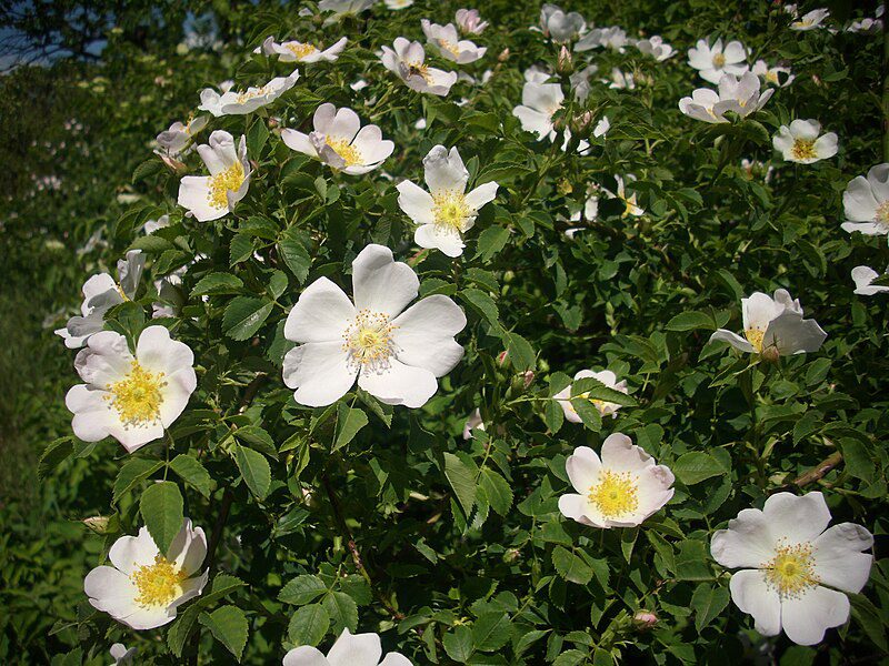 DZIKA RÓŻA- SMAK I WITAMINY- ROSA CANINA - obrazek 2