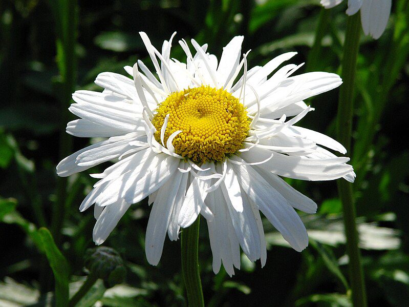 JASTRUN WIELKI CRAZY DAISY - LEUCANTHEMUM MAXIMUM - obrazek 3