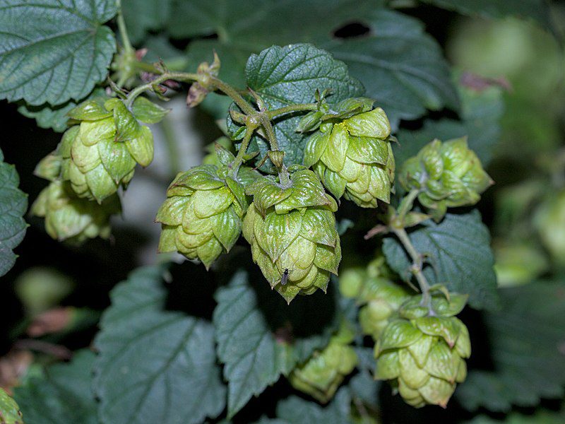 DZIKIE SZPARAGI CHMIEL ZWYCZAJNY-HUMULUS LUPULUS - obrazek 3