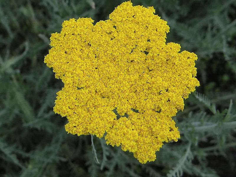 KRWAWNIK TARCZOWATY ŻÓŁTY- ACHILLEA CLYPEOLATA - obrazek 4