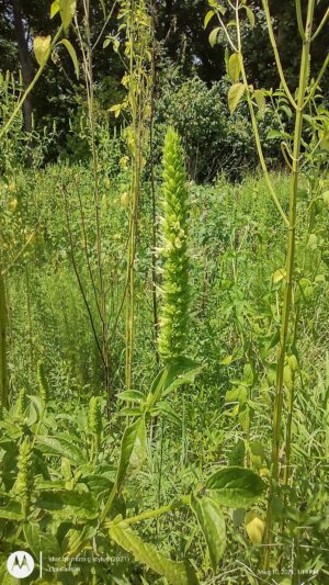 KŁOSOWIEC OLBRZYMI - HYZOP ŻÓŁTY - AGASTACHE NEPETOIDES