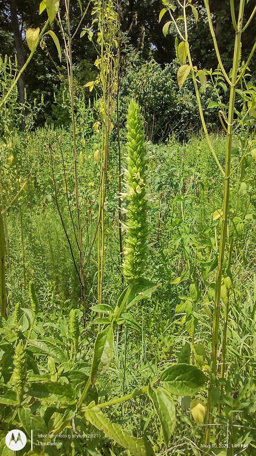 KŁOSOWIEC OLBRZYMI - HYZOP ŻÓŁTY - AGASTACHE NEPETOIDES
