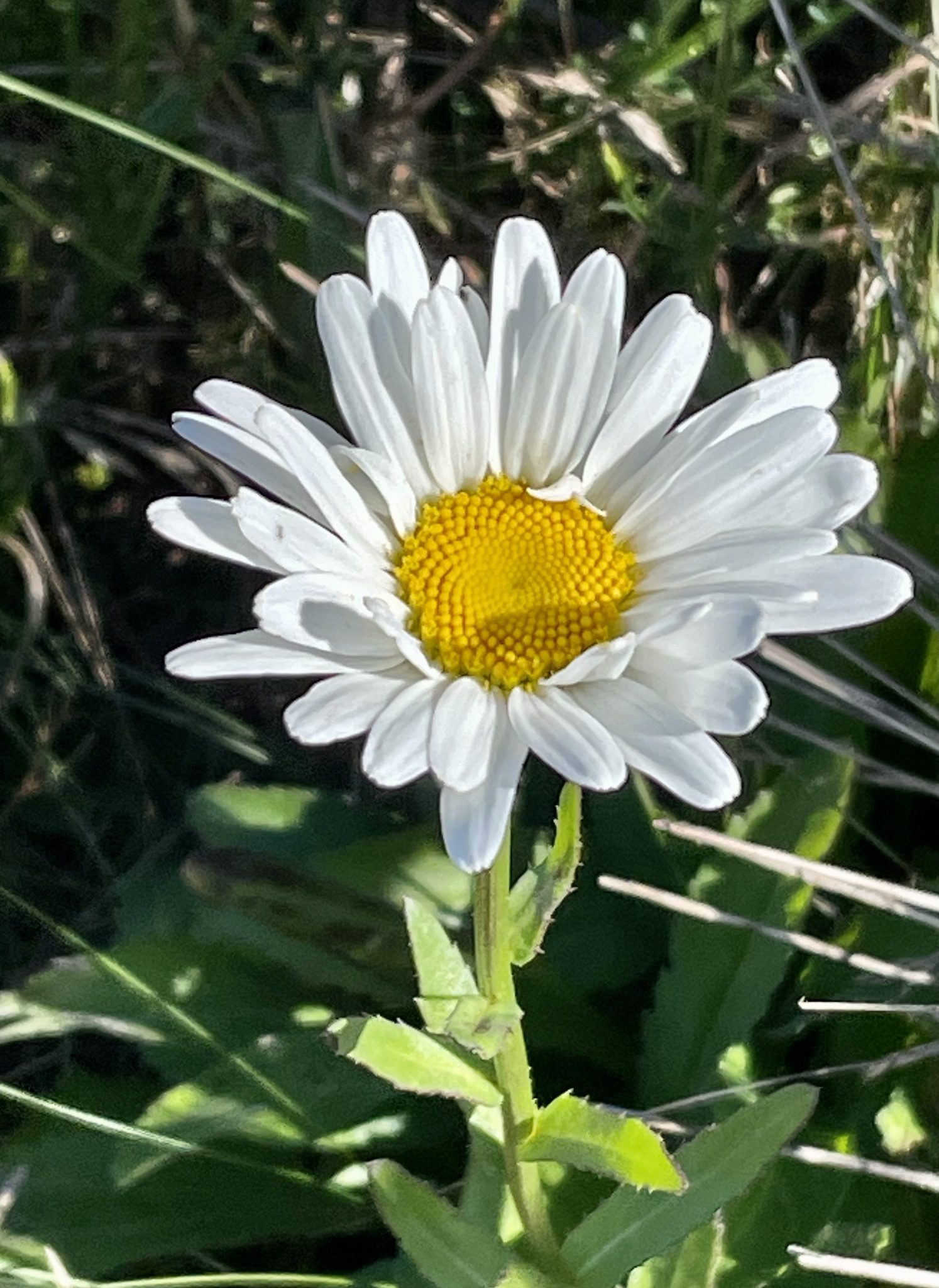 JASTRUN WIELKI CRAZY DAISY - LEUCANTHEMUM MAXIMUM - obrazek 2