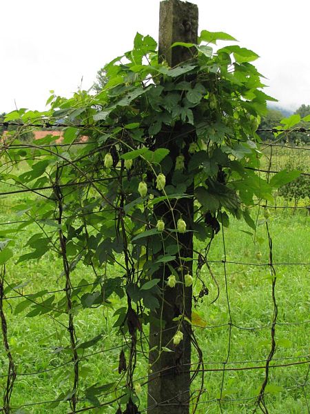 DZIKIE SZPARAGI CHMIEL ZWYCZAJNY-HUMULUS LUPULUS - obrazek 4