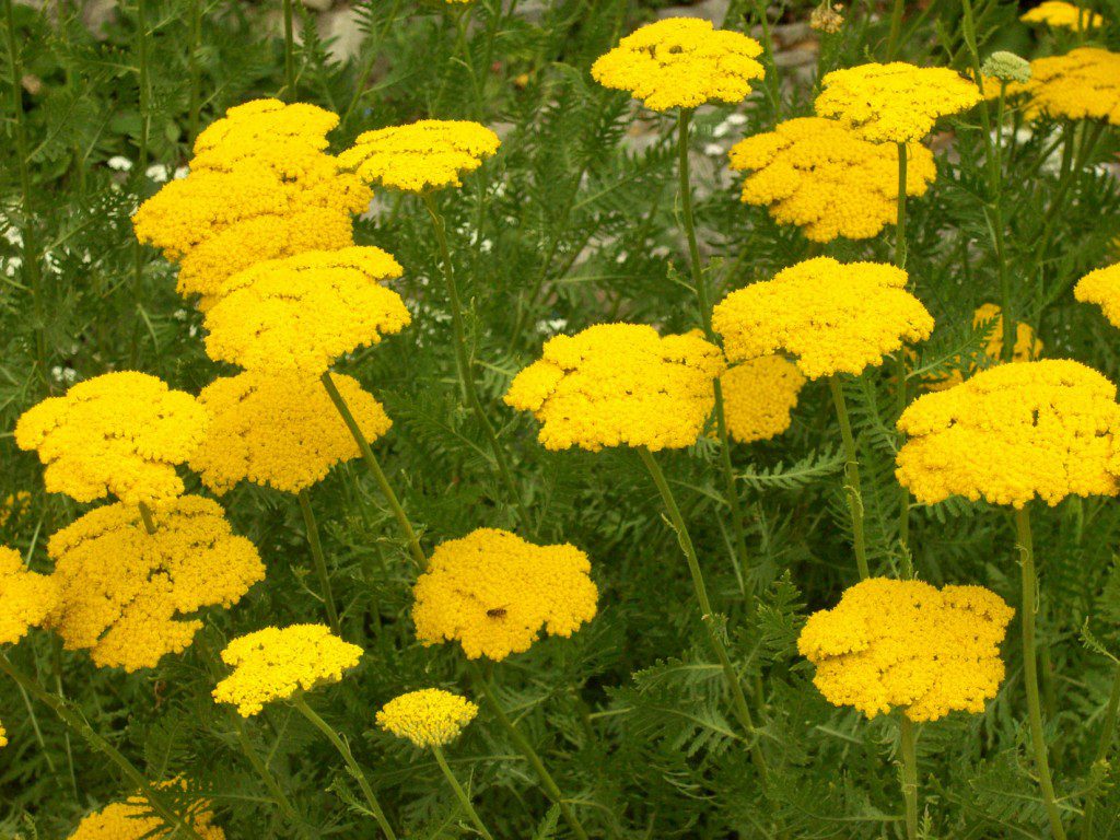 KRWAWNIK TARCZOWATY ŻÓŁTY- ACHILLEA CLYPEOLATA