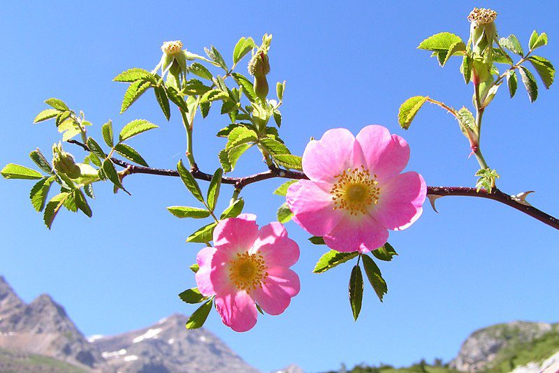 DZIKA RÓŻA- SMAK I WITAMINY- ROSA CANINA