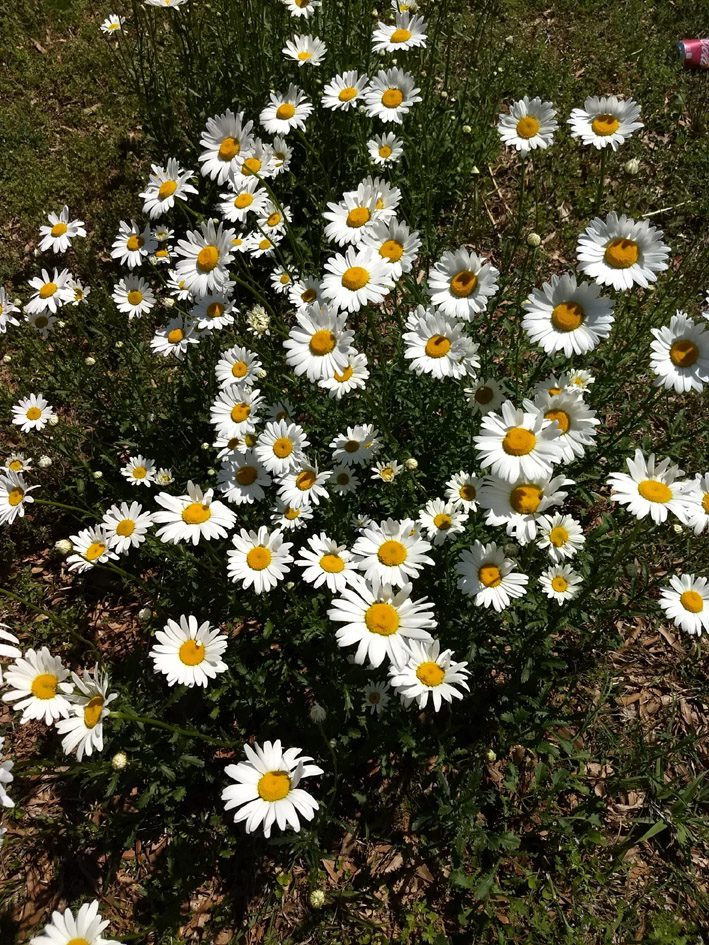 JASTRUN WIELKI CRAZY DAISY - LEUCANTHEMUM MAXIMUM - obrazek 5