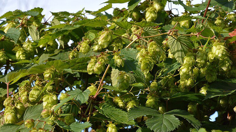 DZIKIE SZPARAGI CHMIEL ZWYCZAJNY-HUMULUS LUPULUS - obrazek 5