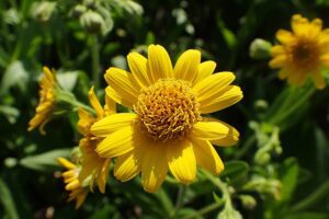 ARNIKA AMERYKAŃSKA-ARNICA CHAMISSONIS