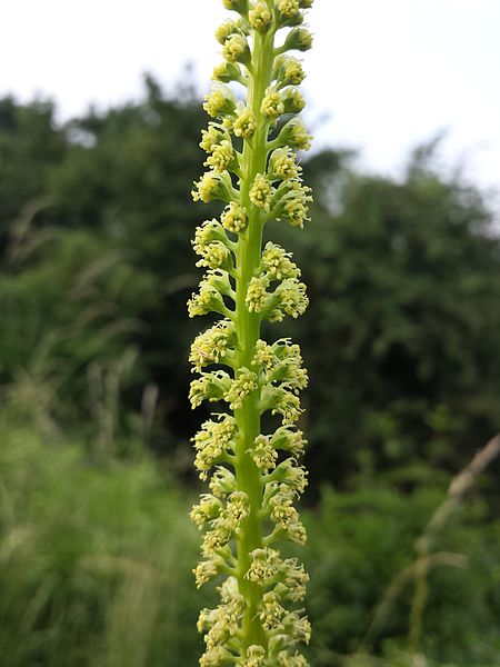 REZEDA ŻÓŁTAWA- RESEDA LUTEOLA - MIODODAJNA - obrazek 5