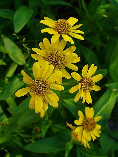 ARNIKA AMERYKAŃSKA-ARNICA CHAMISSONIS - obrazek 2