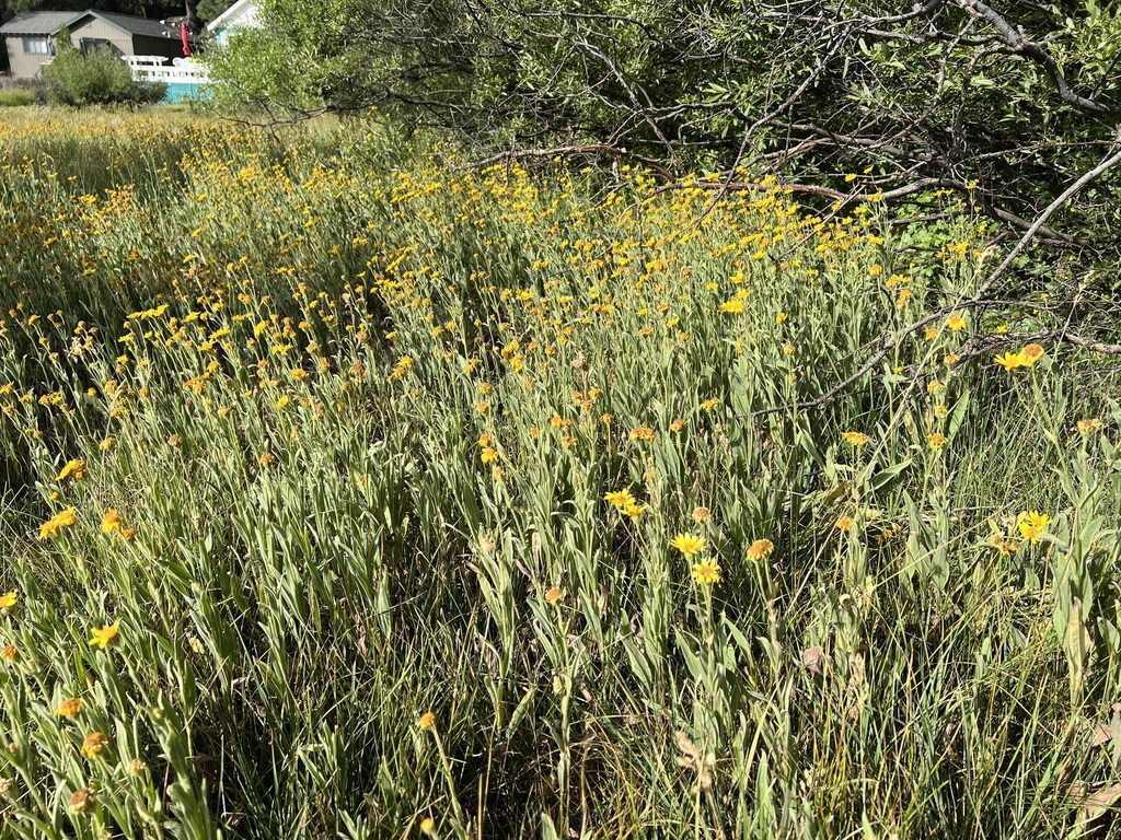 ARNIKA AMERYKAŃSKA-ARNICA CHAMISSONIS - obrazek 5