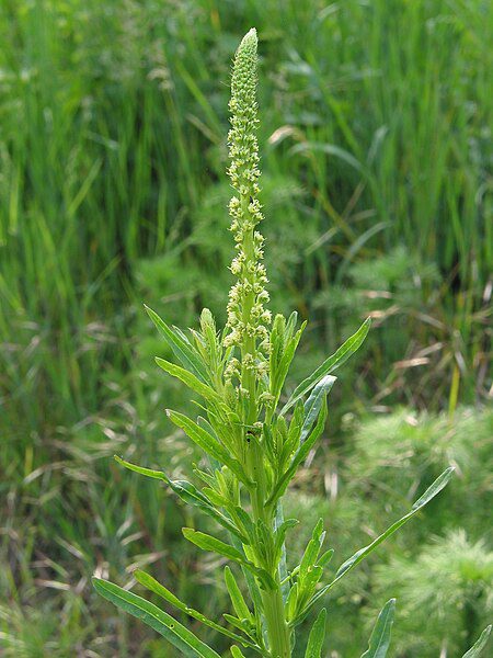 REZEDA ŻÓŁTAWA- RESEDA LUTEOLA - MIODODAJNA - obrazek 3