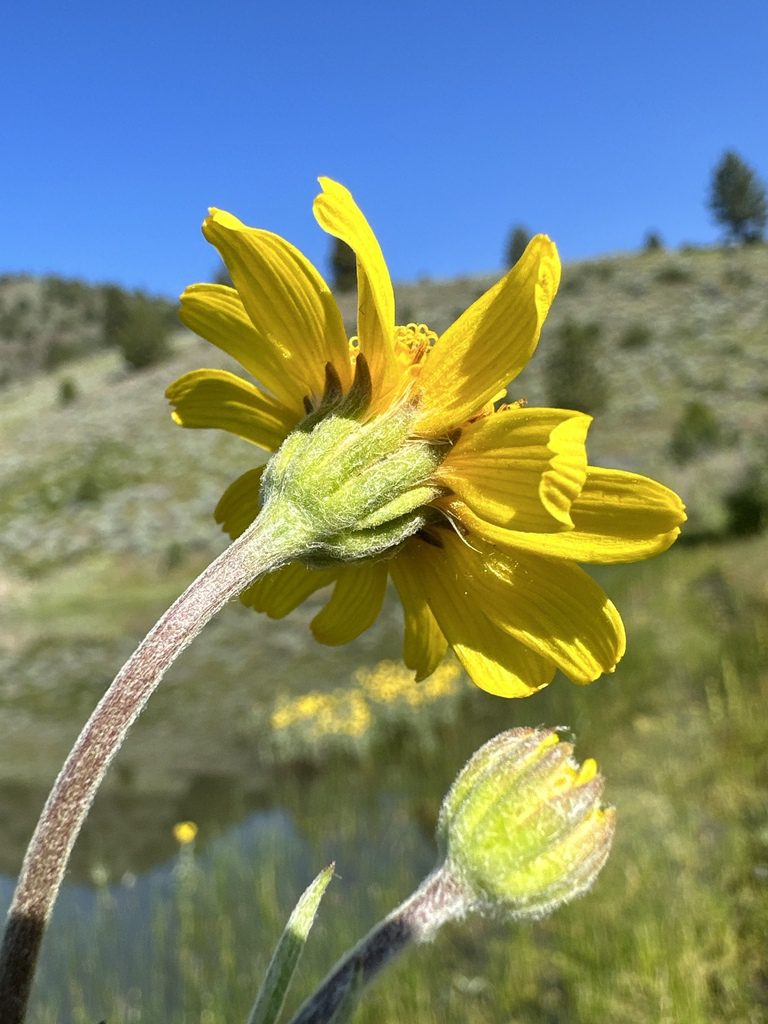 ARNIKA AMERYKAŃSKA-ARNICA CHAMISSONIS - obrazek 4