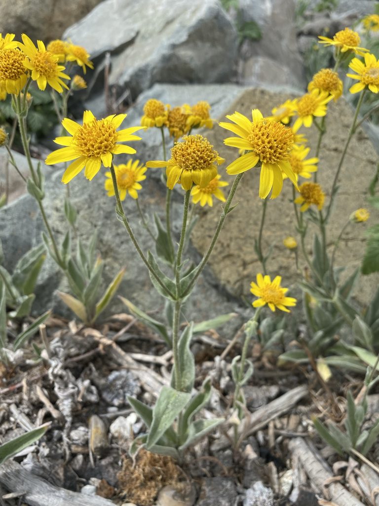 ARNIKA AMERYKAŃSKA-ARNICA CHAMISSONIS - obrazek 3